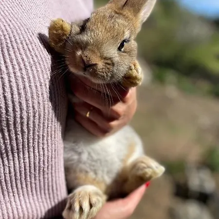 Domus De Goene ファームステイ Loceri