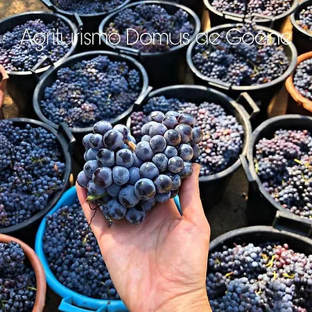 Agroturismo Domus De Goene