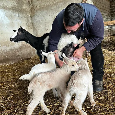 Domus De Goene Loceri